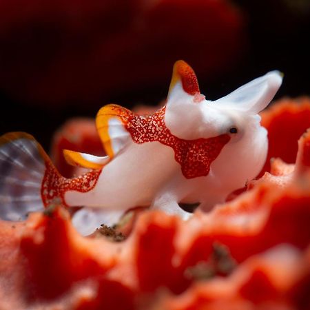 Palm Springs Bali Dive Resort 툴람벤 외부 사진