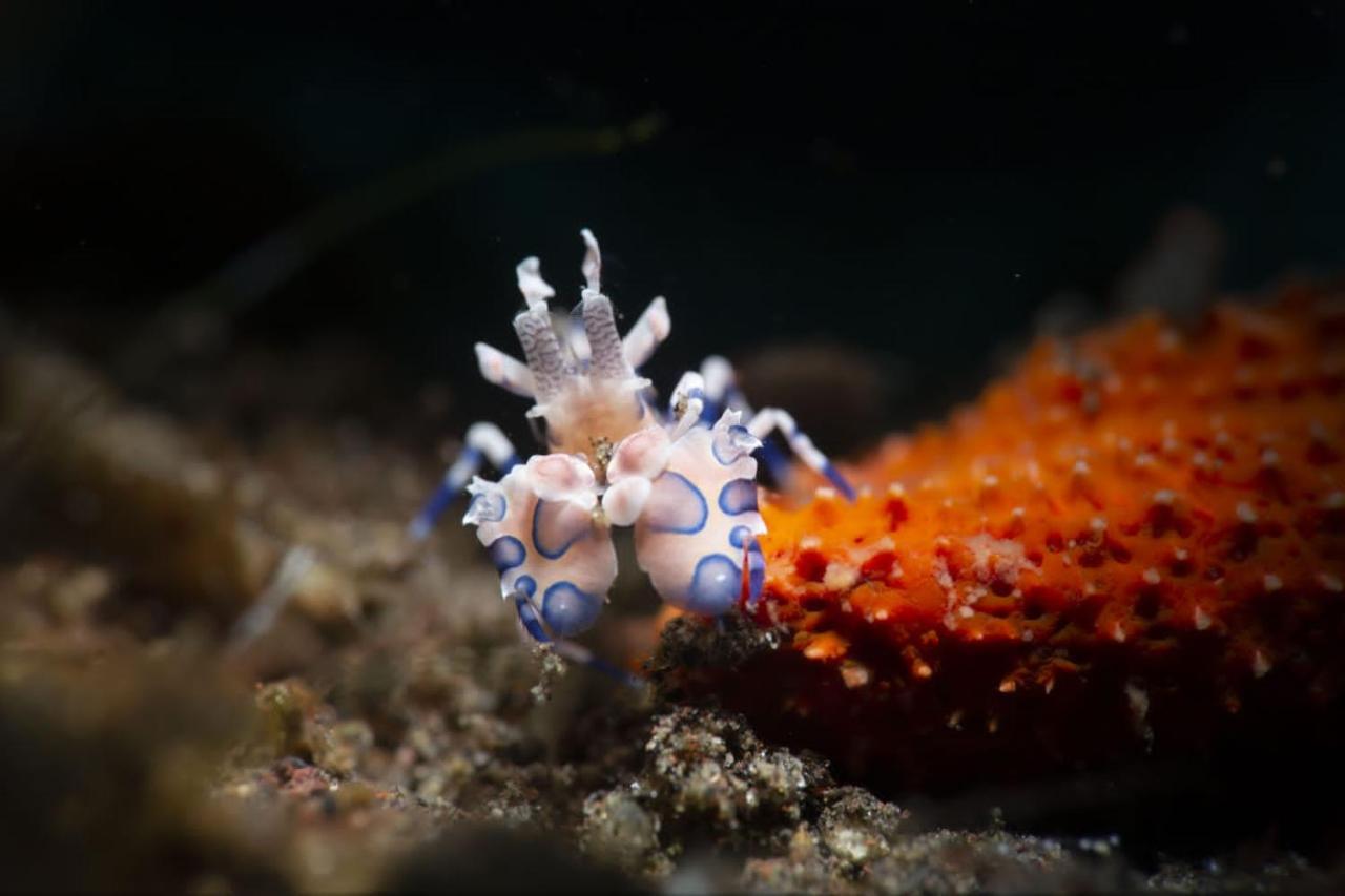 Palm Springs Bali Dive Resort 툴람벤 외부 사진