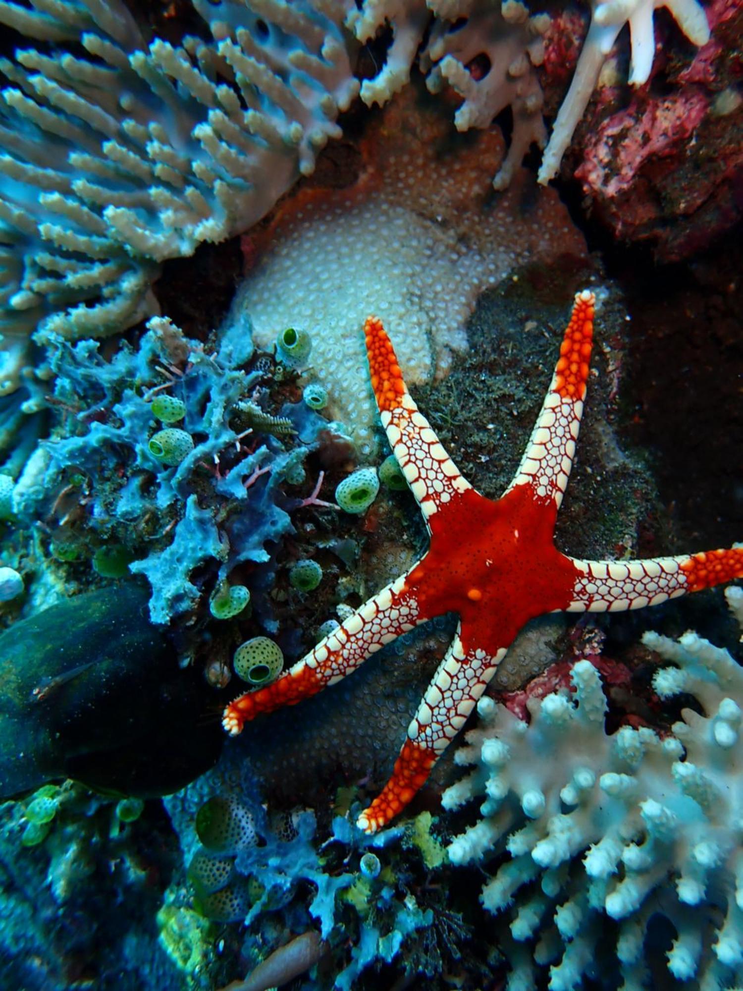 Palm Springs Bali Dive Resort 툴람벤 외부 사진