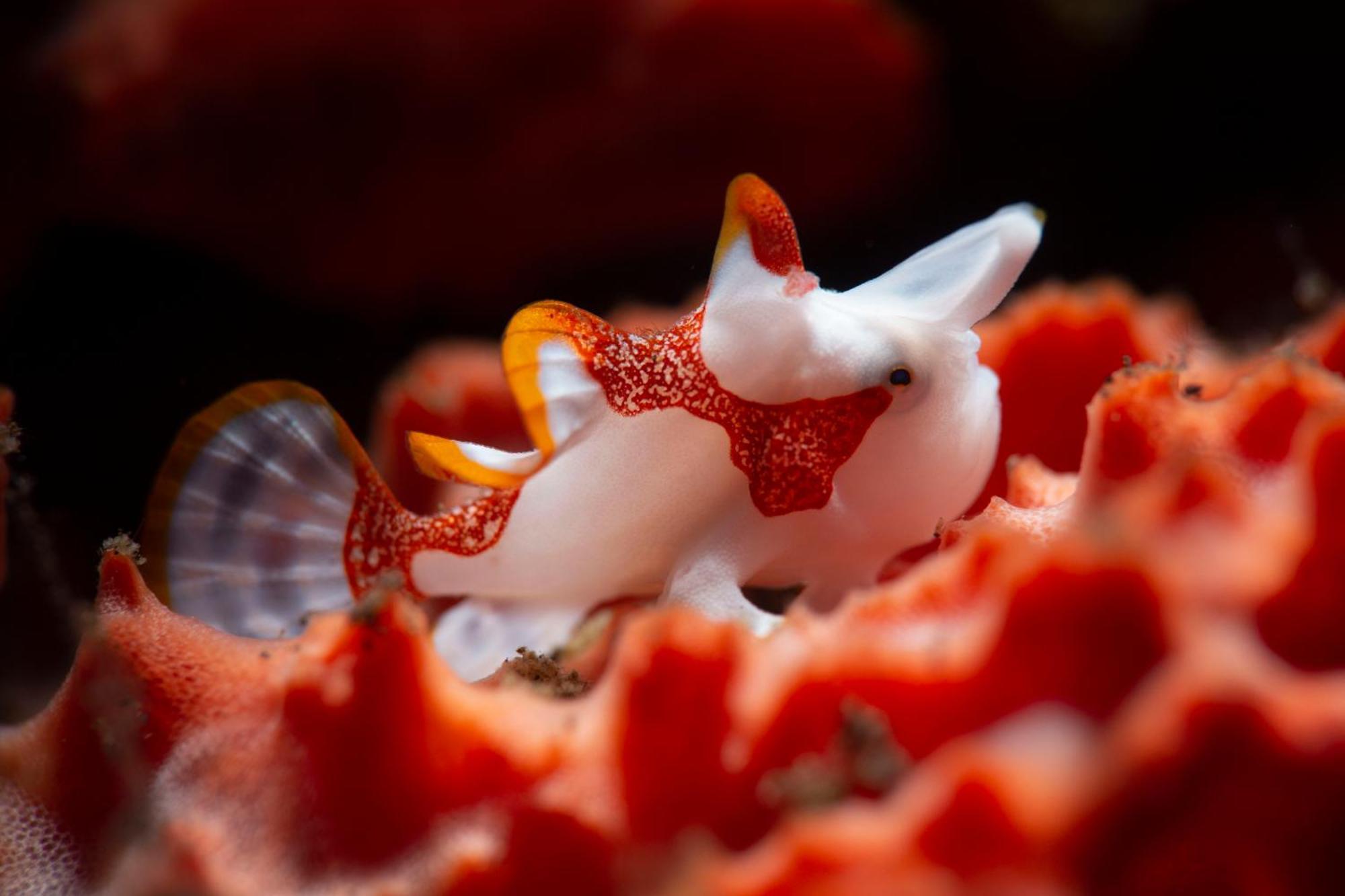 Palm Springs Bali Dive Resort 툴람벤 외부 사진